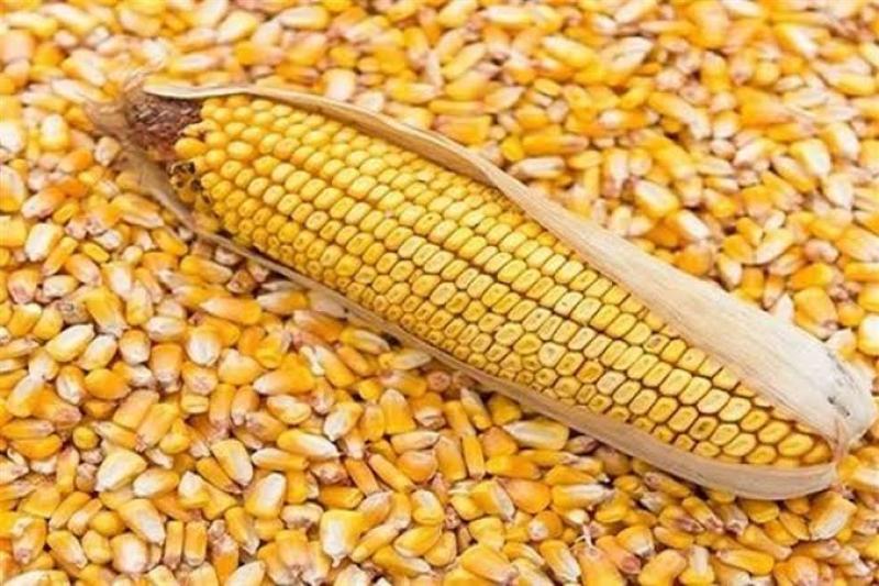 اعرف سعر طن الذرة الصفراء اليوم السبت 18 مايو 2024 في الأسواق المحلية