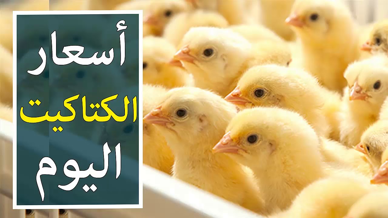 ” الكتكوته بكام ” .. اسعار الكتاكيت اليوم الاثنين 27 مايو 2024 واسعار الدواجن
