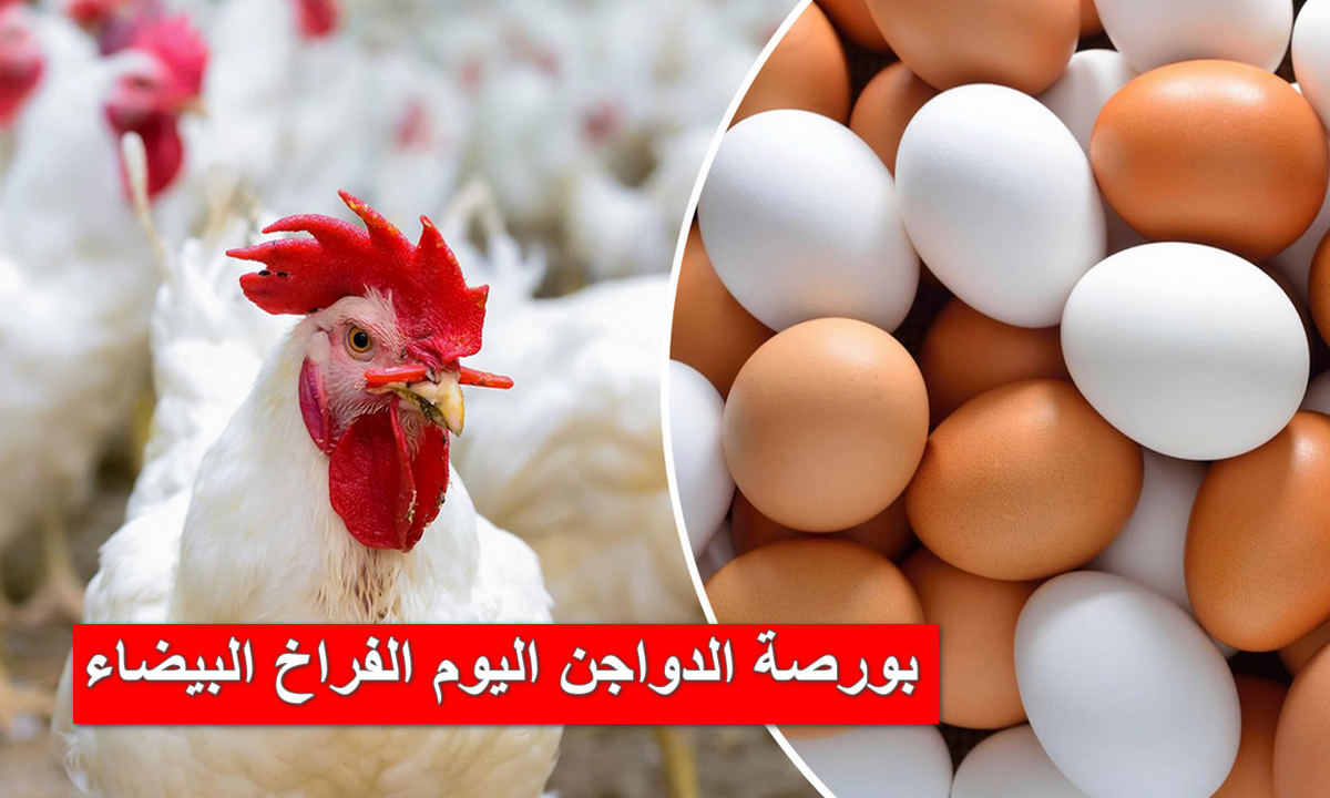 ارتفاع جديد يحدث داخل بورصة الدواجن في مصر اليوم الأحد 19 مايو 2024