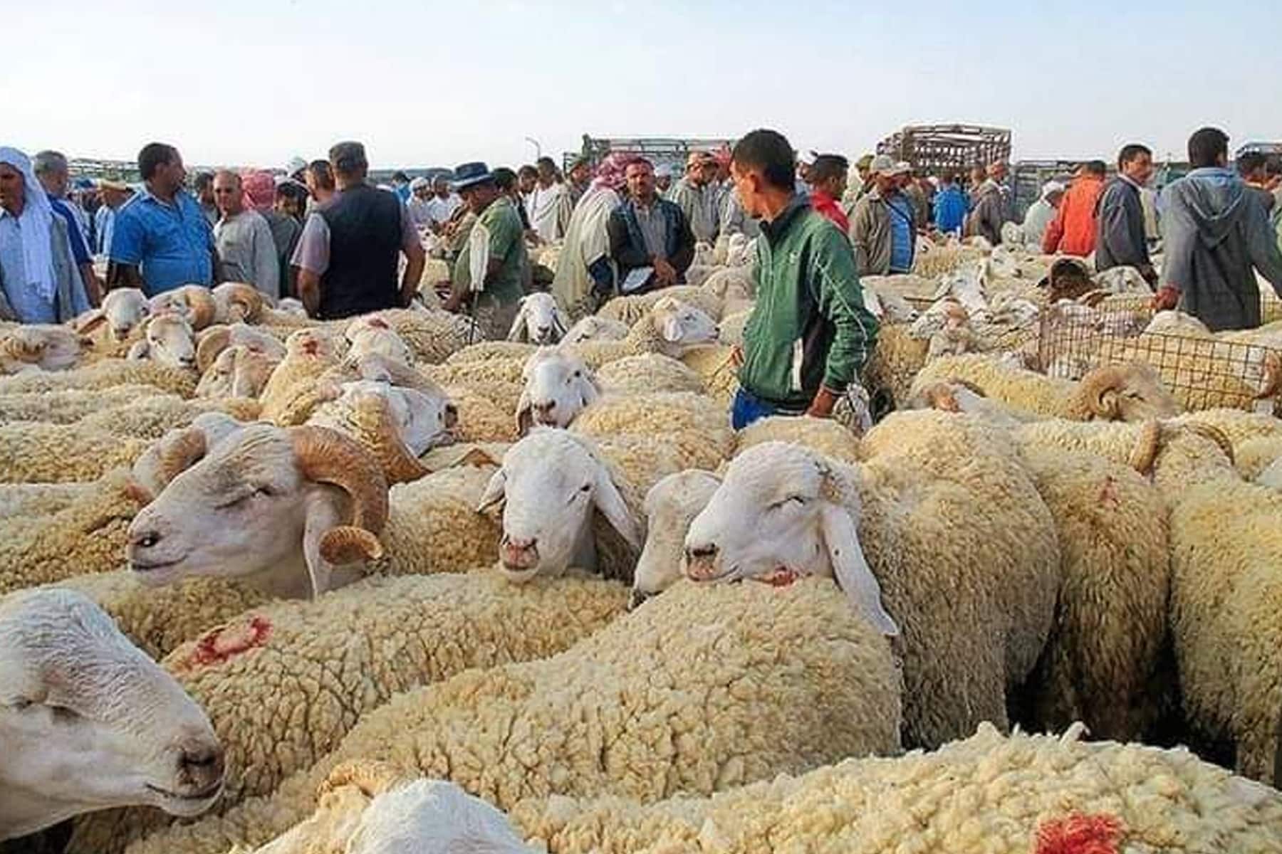 ” العجول بكام ؟ ” اسعار المواشي اليوم 28 مايو 2024 في الأسواق التجارية