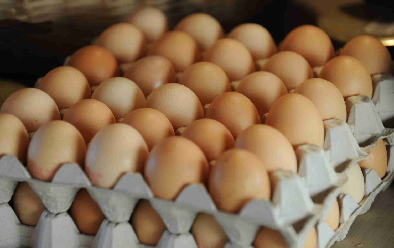 ” البيضه بقت بـ 3 ونص ” سعر كرتونة البيض اليوم 28 مايو 2024 في بورصة الدواجن