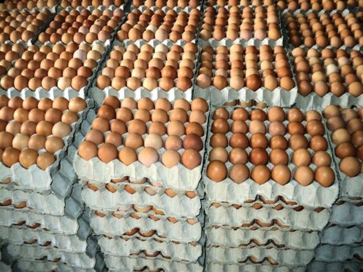 سعر كرتونة البيض اليوم الأربعاء 22 مايو 2024 للمستلك والجملة ..وأسعار الفراخ في الأسواق المحلية