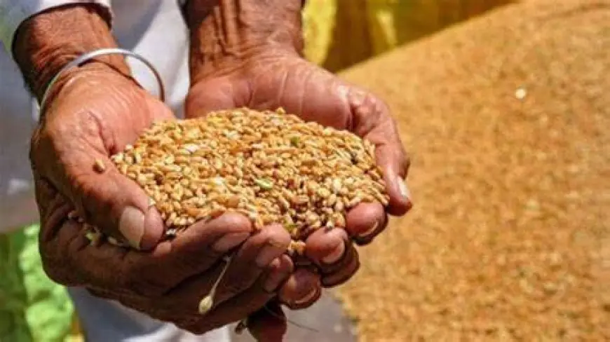أعرف سعر اردب القمح اليوم الأربعاء الموافق 22 مايو 2024 داخل الأسواق المحلية