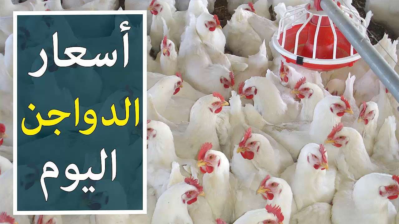 “كتاكيت وبيض” اسعار الفراخ اليوم الاحد 19 مايو 2024 وبجميع الاسواق المحلية