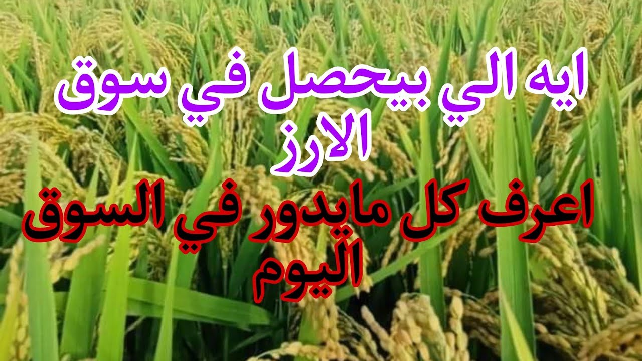 ” عريض ورفيع ” سعر طن الأرز الشعير اليوم الاربعاء 22 مايو 2024 في جميع الاسواق