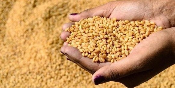 اعرف دلوقتى.. سعر طن القمح اليوم االخميس الموافق 30 مايو 2024 داخل الأسواق المحلية
