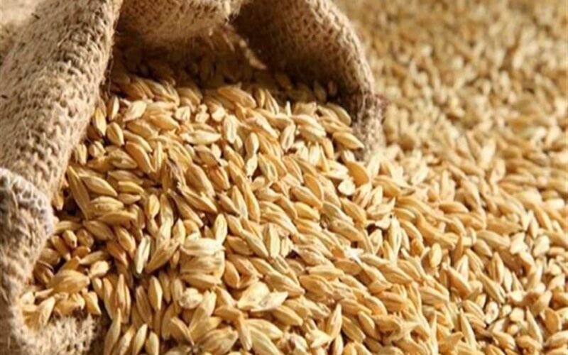 “بكام الكيلو”….سعر طن الأرز الشعير اليوم السبت 15 يونيو 2024 في جميع الاسواق