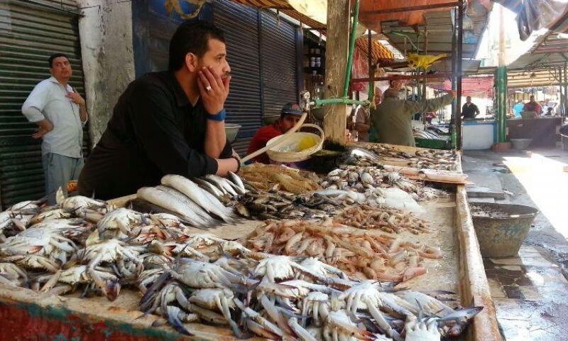 “البلطي ب 70ج” اسعار السمك اليوم الخميس 13 يونيو 2024 في الأسواق المصرية