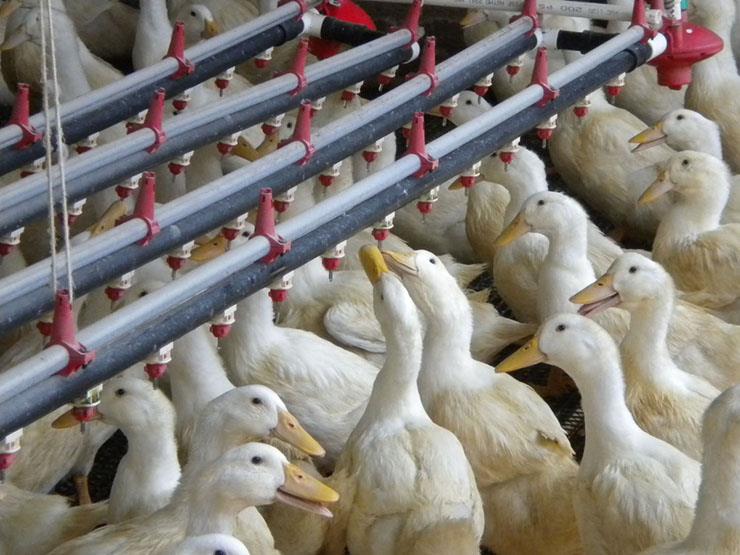 “بكام البط البلدي” تعرف على سعر كيلو البط اليوم الخميس 13 يونيو 2024 فى الاسواق