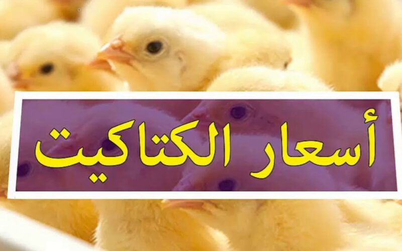 ” الكتكوت بكام”….اسعار الكتاكيت اليوم الاحد 2 يونيو 2024
