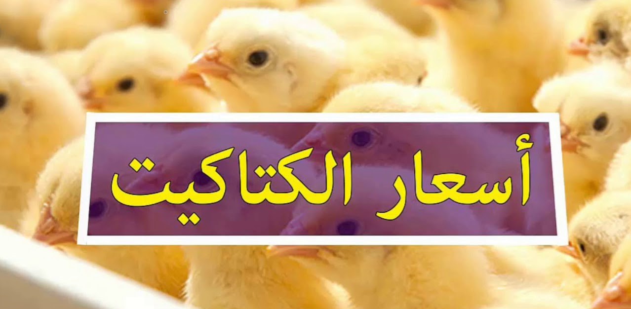 “الكتكوت بكام” اسعار الكتاكيت اليوم الأحد 16 يونيو 2024 وأسعار الدواجن وكرتونة البيض فى الأسواق المصرية