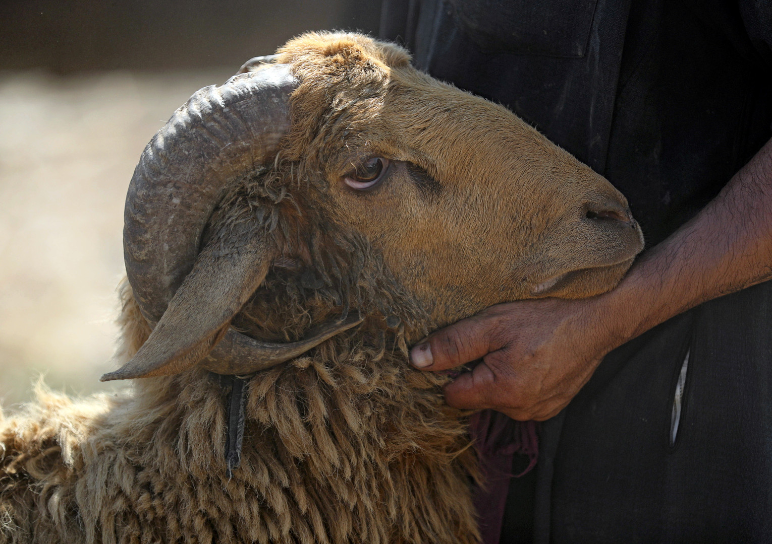ما هي مواصفات الأضحية السليمة الخالية من الأمراض ونصائح يجب إتباعها عند شراء الأضحية