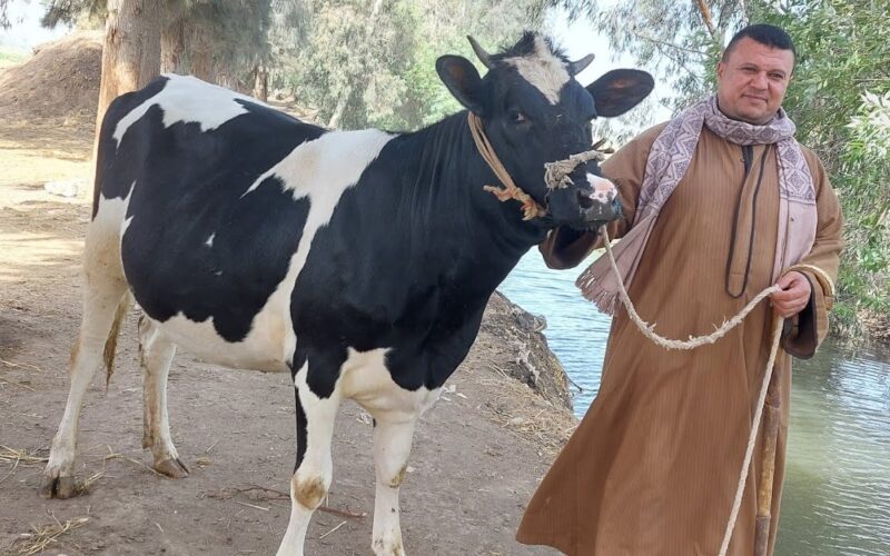 “الكيلو بكام” سعر كيلو اللحمة البقري اليوم 3 يونيو 2024 في الأسواق المصرية ومنافذ الزراعة
