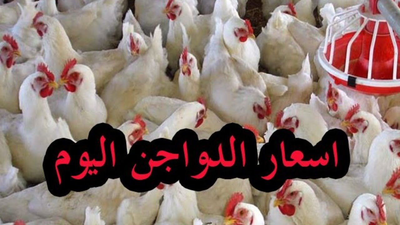 “الفرخة والكتكوت” بورصة الدواجن اليوم الفراخ البيضاء الاربعاء 12 يونيو 2024 واسعار الكتاكيت واسعار البيض فى الاسواق المصرية