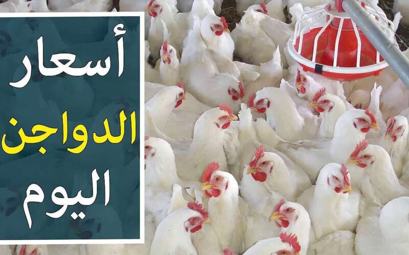 بورصة الدواجن اليوم الفراخ البيضاء السبت 22 يونيو 2024 في الاسواق وجميع منافذ البيع المصرية