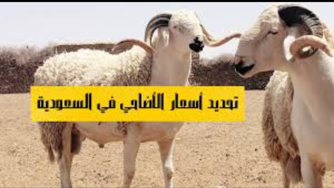 “استقرت ام لا”…اسعار الاضاحي في السعودية 2024 وسعر الهدي في الحج