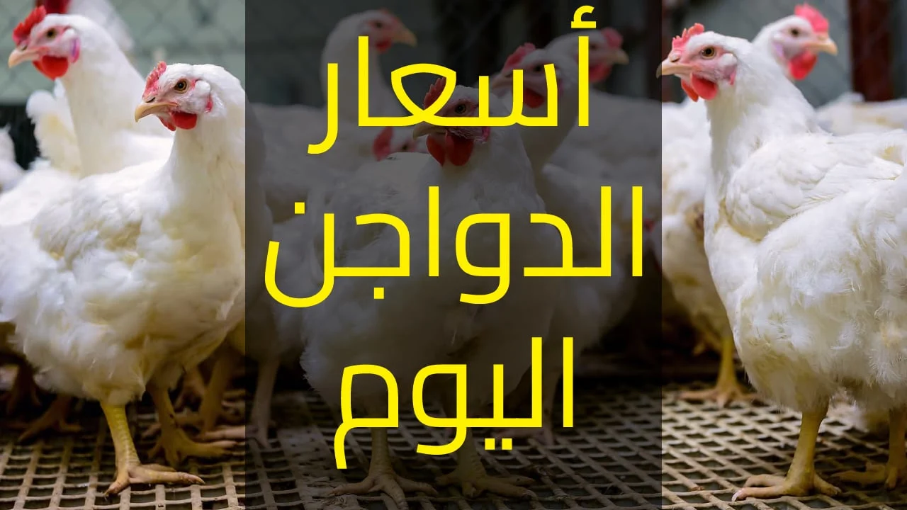 ” بكام  النهاردة” أسعار بورصة الدواجن اليوم السبت 22 يونيو 2024 فى الاسواق وجميع منافذ البيع المصريه