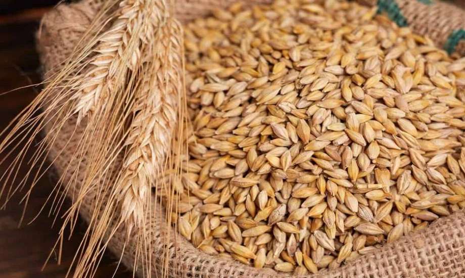 سعر طن الأرز الشعير اليوم الاثنين 17 يونيو 2024 بكل انواعة والاطلاع علي اسعار السلع الغذائية و التعرف علي أسعار الذرة المستوردة في الأسواق