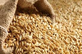 وصل كام .. سعر طن الأرز الشعير اليوم الآربعاء ٣ يوليو ٢٠٢٤ في الأسواق والمستهلك