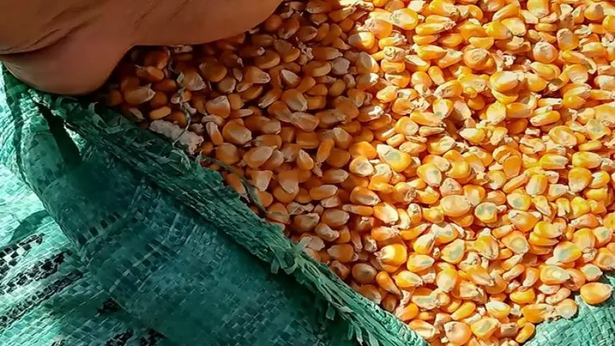 سعر طن الذرة الصفراء اليوم الأثنين 3 يونيو 2024 فى الأسواق المصرية