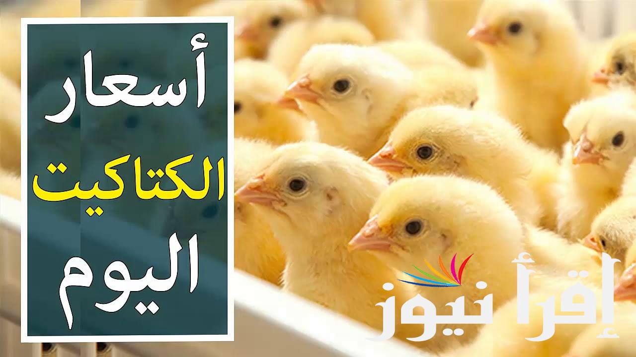 أسعار الكتاكيت اليوم الخميس 15 أغسطس 2024 ببورصة الدواجن