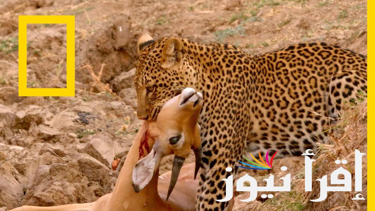 ‎ تردد ناشيونال جيوغرافيك عرب سات ونايل سات 2024 National Geographic الجديد وخطوات تنزيل القناة على جهاز الرسيفر
