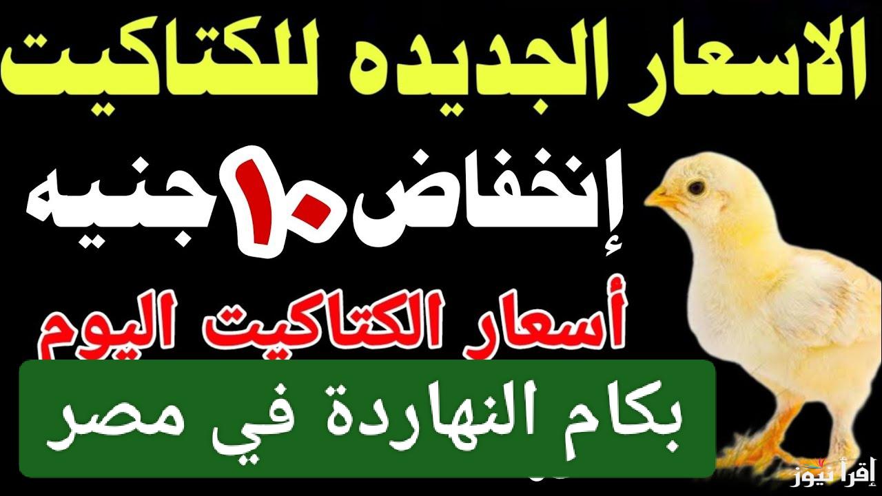 قبل رمضان.. سعر الكتكوت الابيض اليوم فى مصر واسعار الفراخ والبيض الآن 