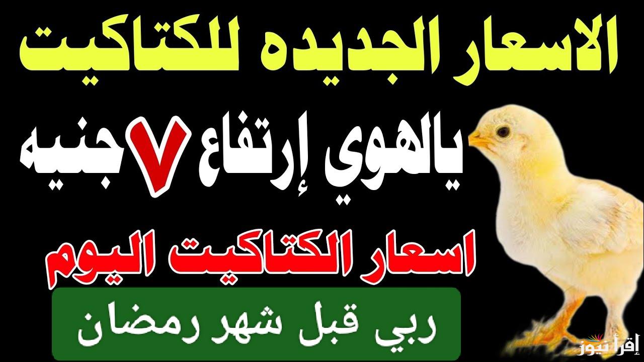 الكتكوت بقى أغلى من الدهب.. أسعار الكتاكيت اليوم في مصر 2025 شهر يناير في جميع الأسواق المحلية 