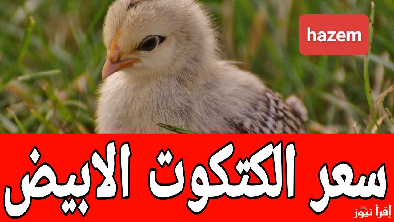 بكام النهاردة.. سعر الكتكوت الابيض اليوم في مصر 2025  في جميع المزارع والمعامل