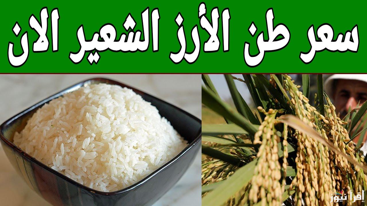 من الفلاح للتاجر.. سعر طن الأرز الشعير الان السبت 4 يناير 2025 في مصر 