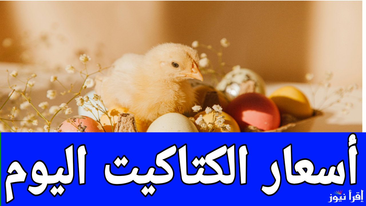  كتكوت الشركات بكام.. أسعار الكتاكيت اليوم السبت 4 يناير 2025 في مصر 