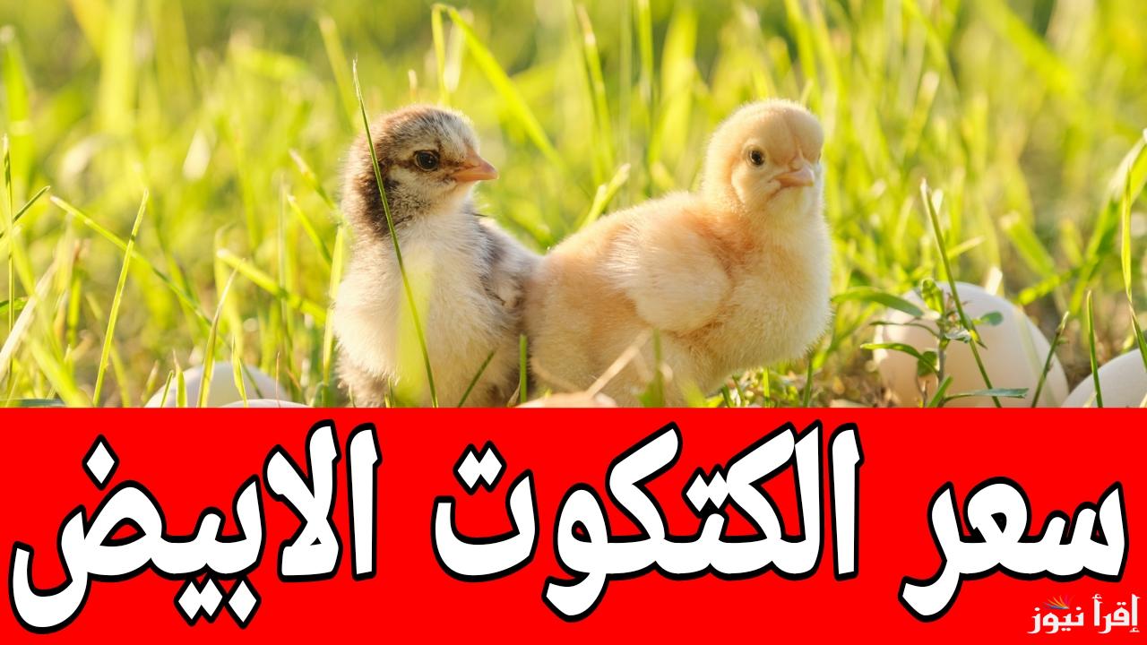الكتاكيت على صفيح ساخن.. سعر الكتكوت الابيض اليوم الثلاثاء 14 يناير 2025 في مصر 