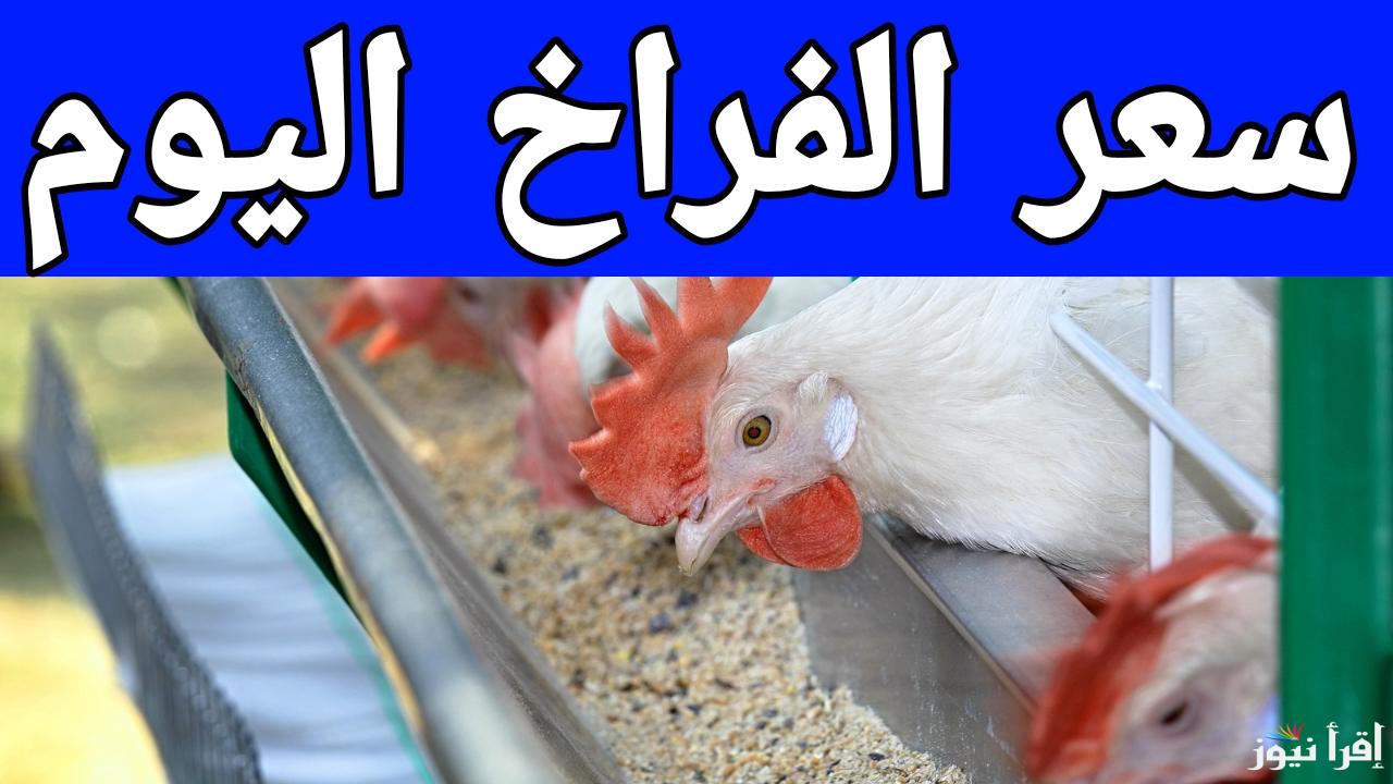 الدواجن هتطير في رمضان.. سعر كيلو الفراخ البيضاء اليوم في المزارع الاحد 19 يناير 2025 في مصر 