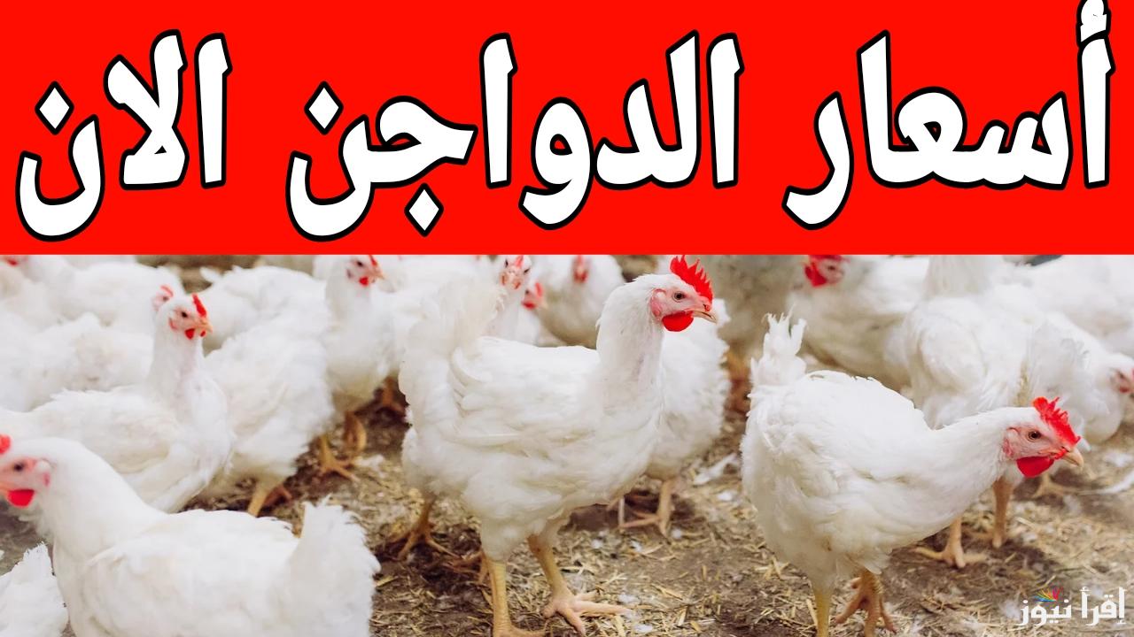 هبوط ولا صعود.. سعر الفراخ البيضاء الان الجمعة 17 يناير 2025 في مص قبل رمضان 