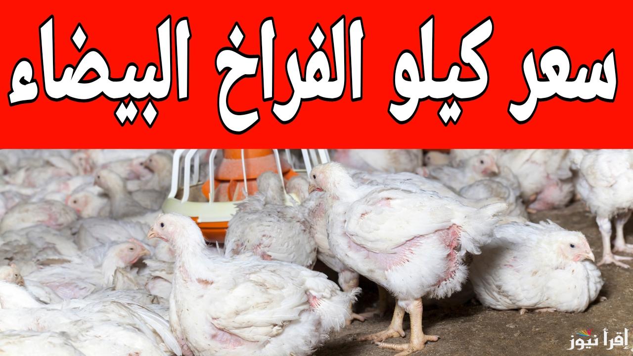 الدواجن عاملة قلبان في السوق.. سعر كيلو الفراخ البيضاء اليوم في المزارع الاحد 19 يناير 2025 2025 