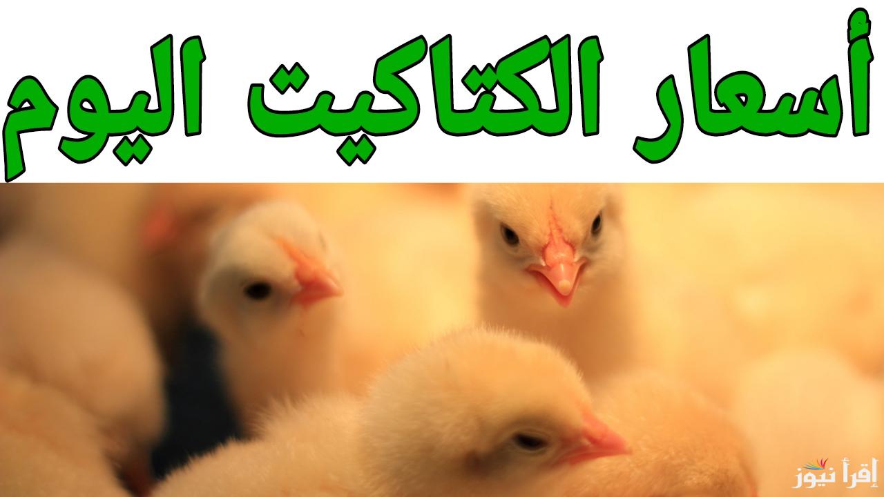 الان.. أسعار الكتاكيت اليوم في يناير 2025 في المزارع والمعامل المصرية 
