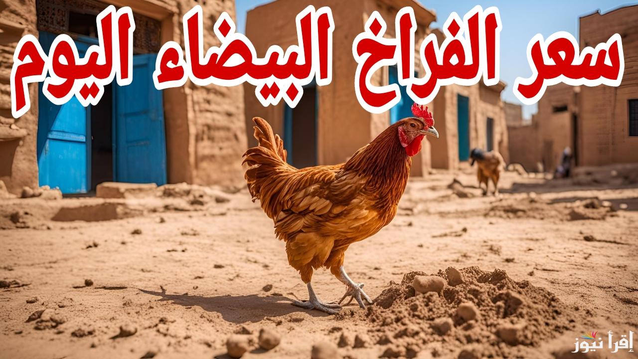 الدواجن قفزت للأعلى.. سعر كيلو الفراخ البيضاء اليوم في المزارع الأحد 19 يناير 2025 في مصر 
