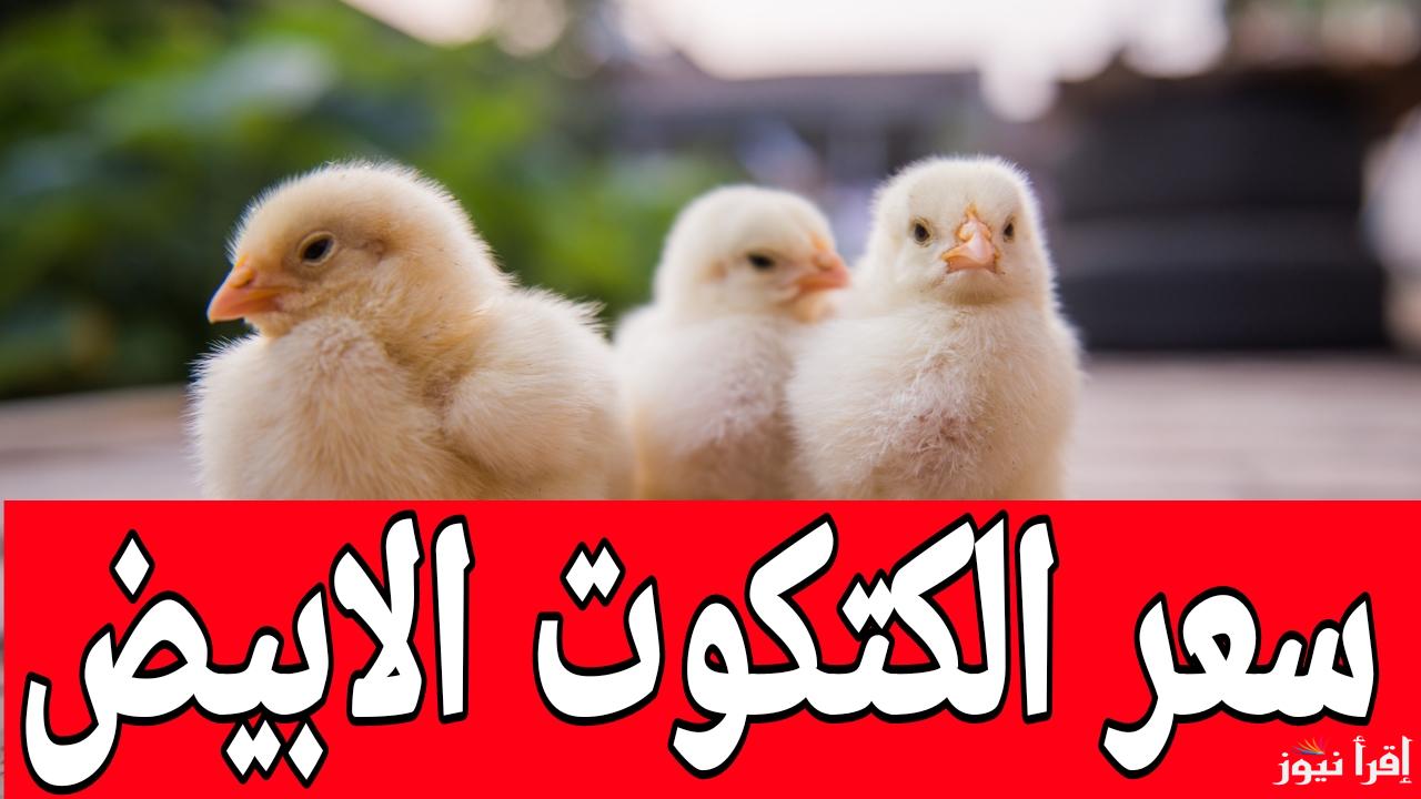 مفاجأة للجميع.. رسمياً استقرار سعر الكتكوت الابيض اليوم الأحد 19 يناير 2025 في المزارع 