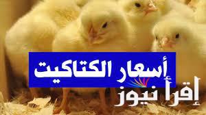 “عمر يوم” سعر الكتكوت الابيض اليوم الخميس 16 يناير 2025 داخل بورصة الدواجن