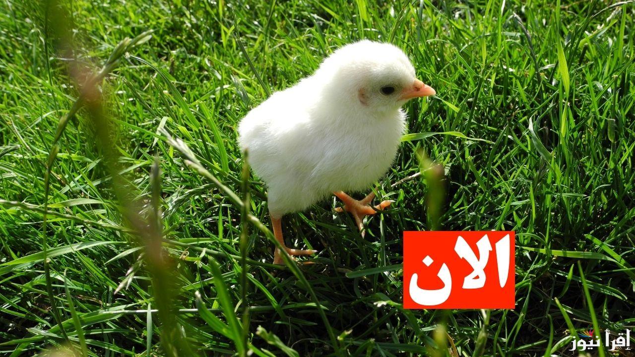 يا مربي الفراخ.. سعر الكتكوت الابيض اليوم الجمعة 14 فبراير 2025 في المزارع والمعامل المصرية ارتفع من جديد 