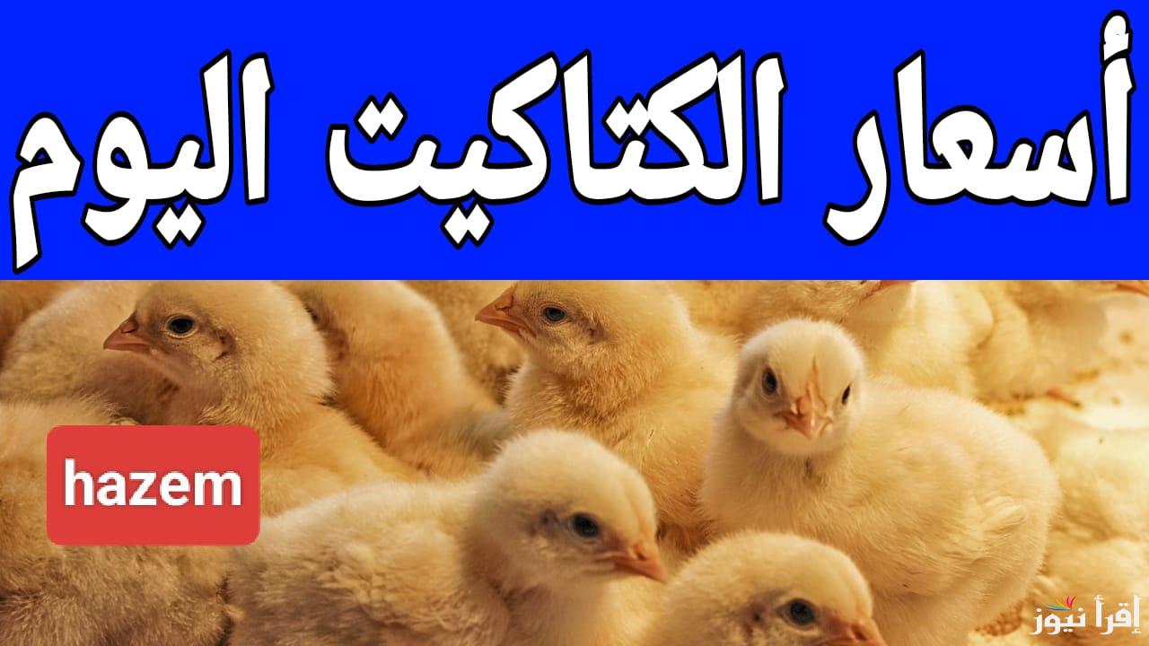 سعر العلف طاير لفوق.. أسعار الكتاكيت اليوم الجمعة 14 مارس 2025 في المزارع والمعامل المصرية 
