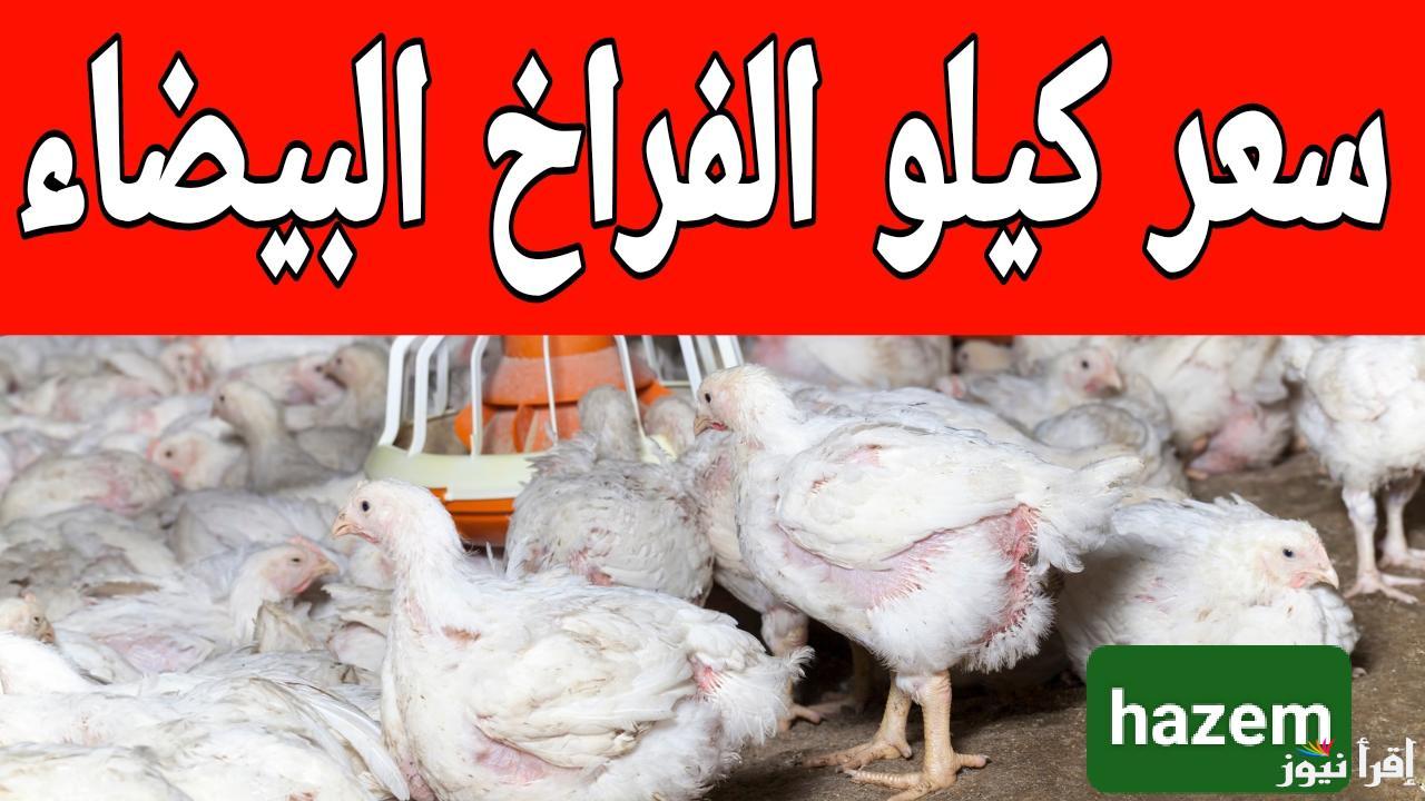 أسعار الدواجن الان مفاجأة.. سعر كيلو الفراخ البيضاء اليوم في المزارع الاربعاء 12 مارس 2025 في مصر 