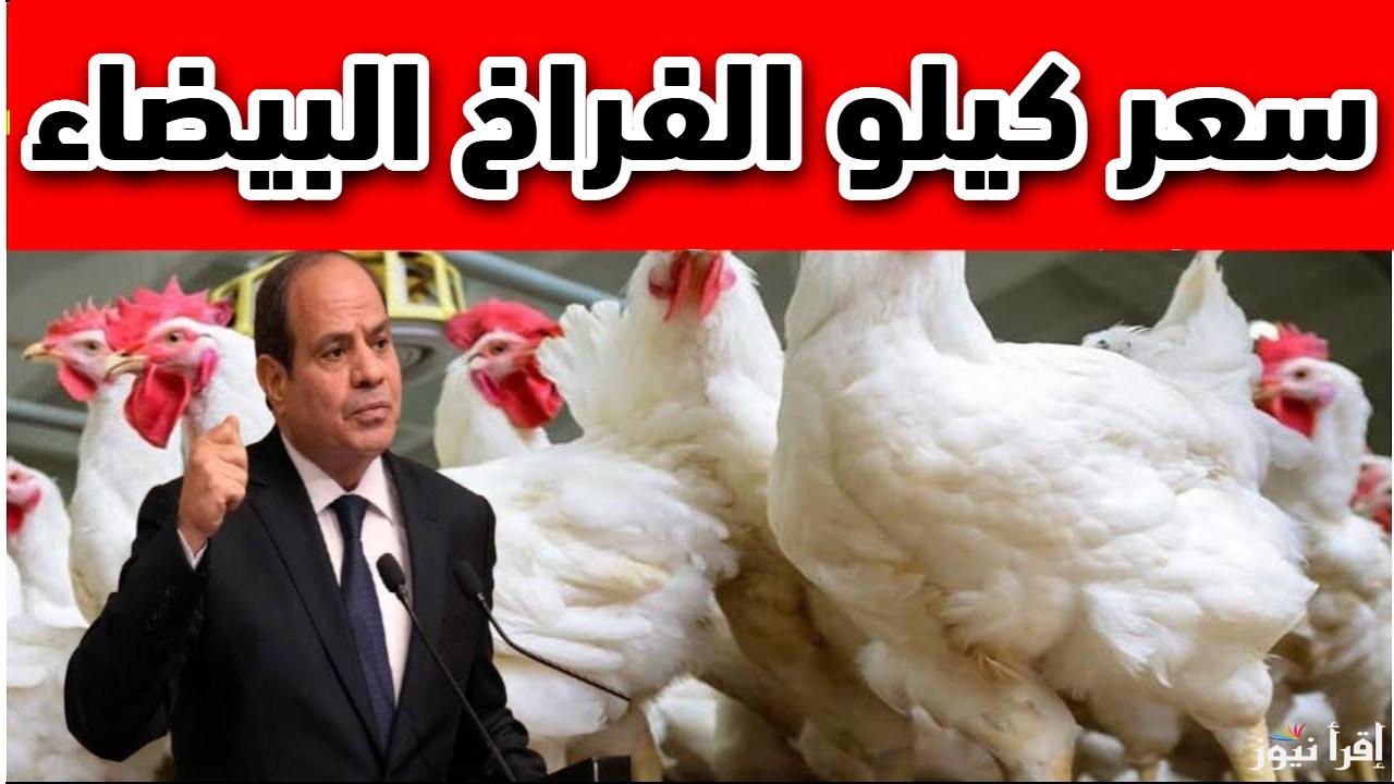 بكام قبل العيد.. سعر كيلو الفراخ البيضاء اليوم في المزارع السبت 15 مارس 2025 في مصر 