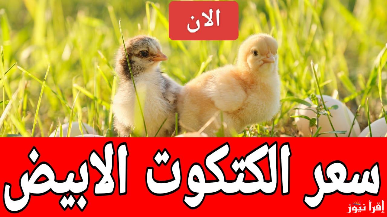سعر الكتكوت الأبيض الان الجمعة 14 مارس 2025 في المعامل المصرية 