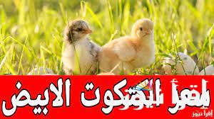 “وصل كام الأن” سعر الكتكوت الأبيض اليوم الاثنين 3 مارس 2025 داخل الأسواق المصرية وفقاً للتعاملات الأخيره