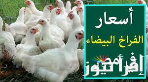 الرومي بكـــام؟.. بورصة الدواجن اليوم أسعار الفراخ البيضاء اليوم الثلاثاء 1 ابريل 2025 واسعار الكتاكيت