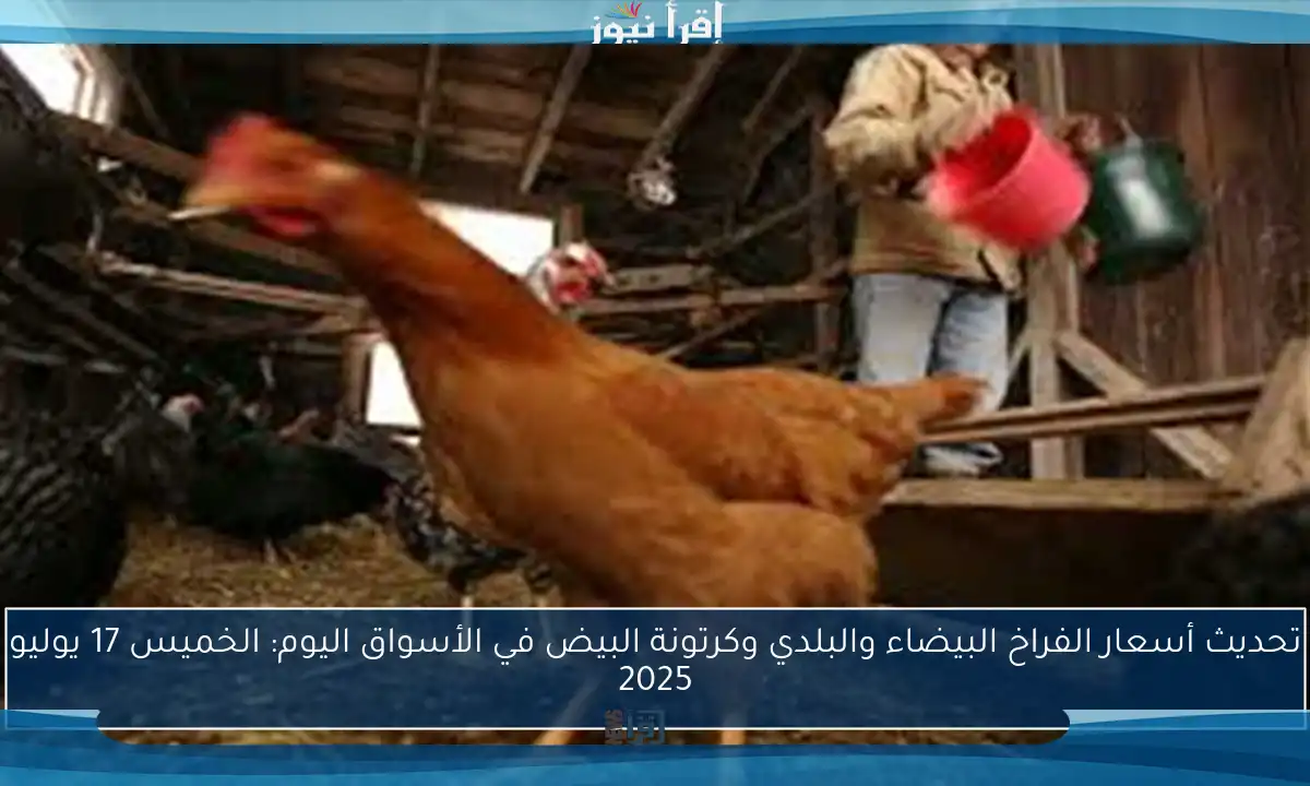 تحديث أسعار الفراخ البيضاء والبلدي وكرتونة البيض في الأسواق اليوم الأربعاء 2 يوليو 2025