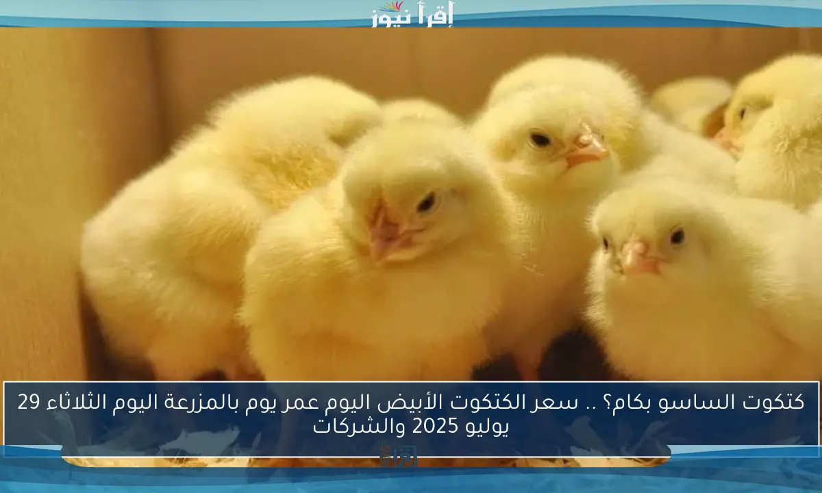 كتكوت الساسو بكام؟ .. سعر الكتكوت الأبيض اليوم عمر يوم بالمزرعة اليوم الثلاثاء 29 يوليو 2025 والشركات