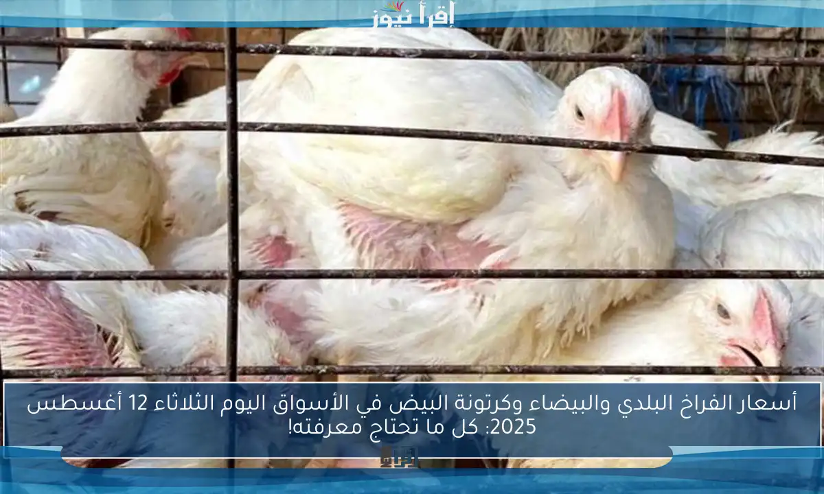 أسعار الفراخ البلدي والبيضاء وكرتونة البيض في الأسواق اليوم الثلاثاء 12 أغسطس 2025: كل ما تحتاج معرفته!