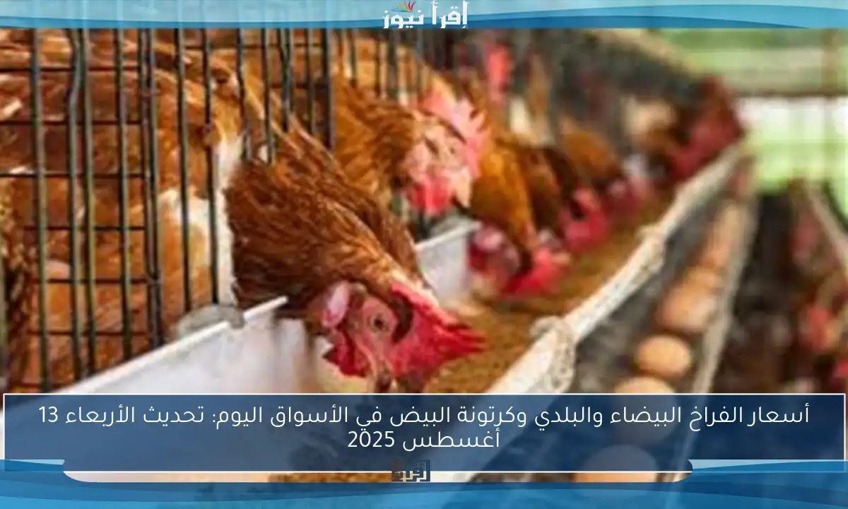 أسعار الفراخ البيضاء والبلدي وكرتونة البيض في الأسواق اليوم: تحديث الأربعاء 13 أغسطس 2025
